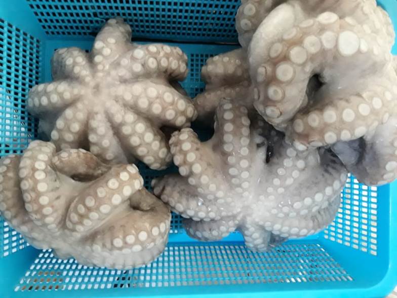Octopus Raw Material